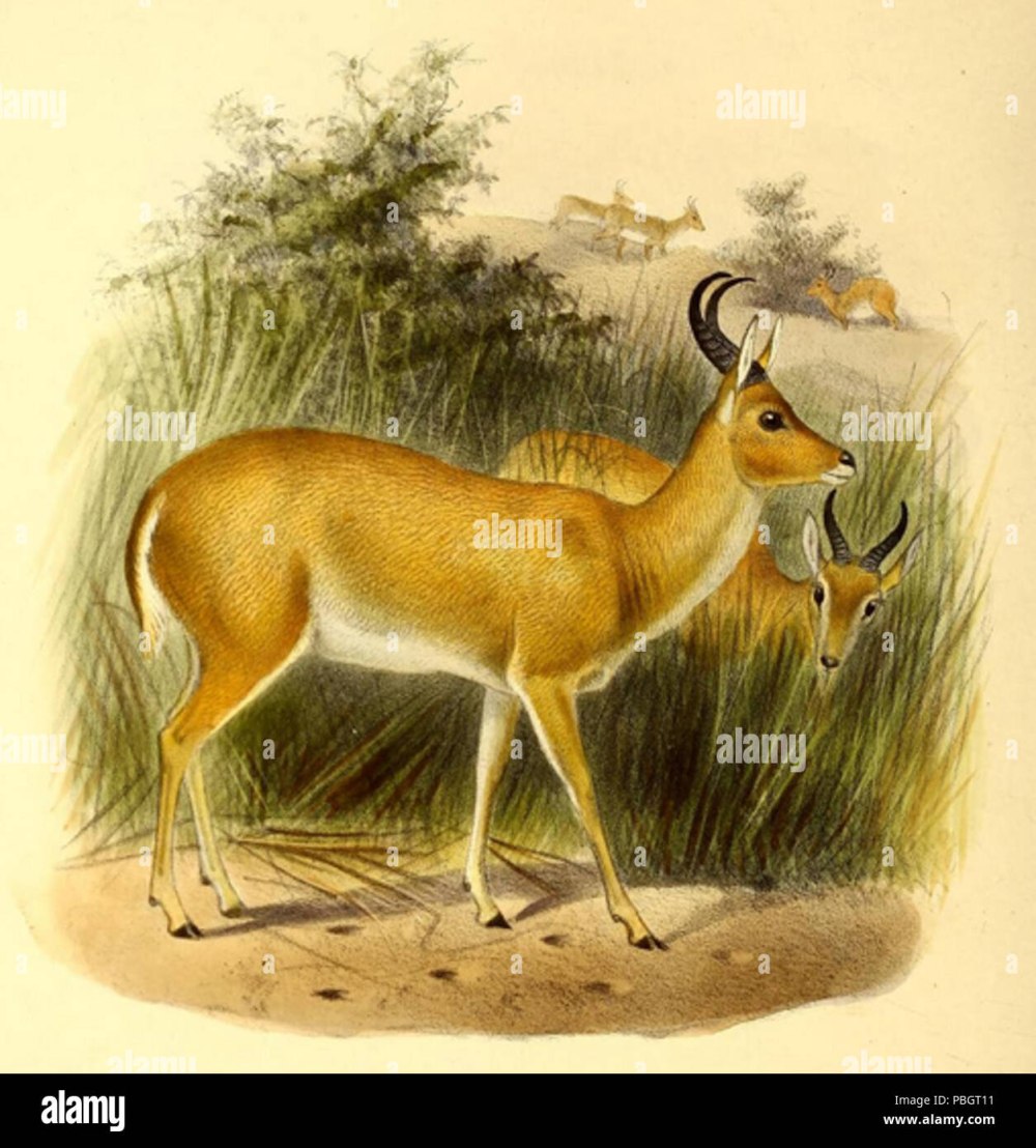 Common Reedbuck антилопа