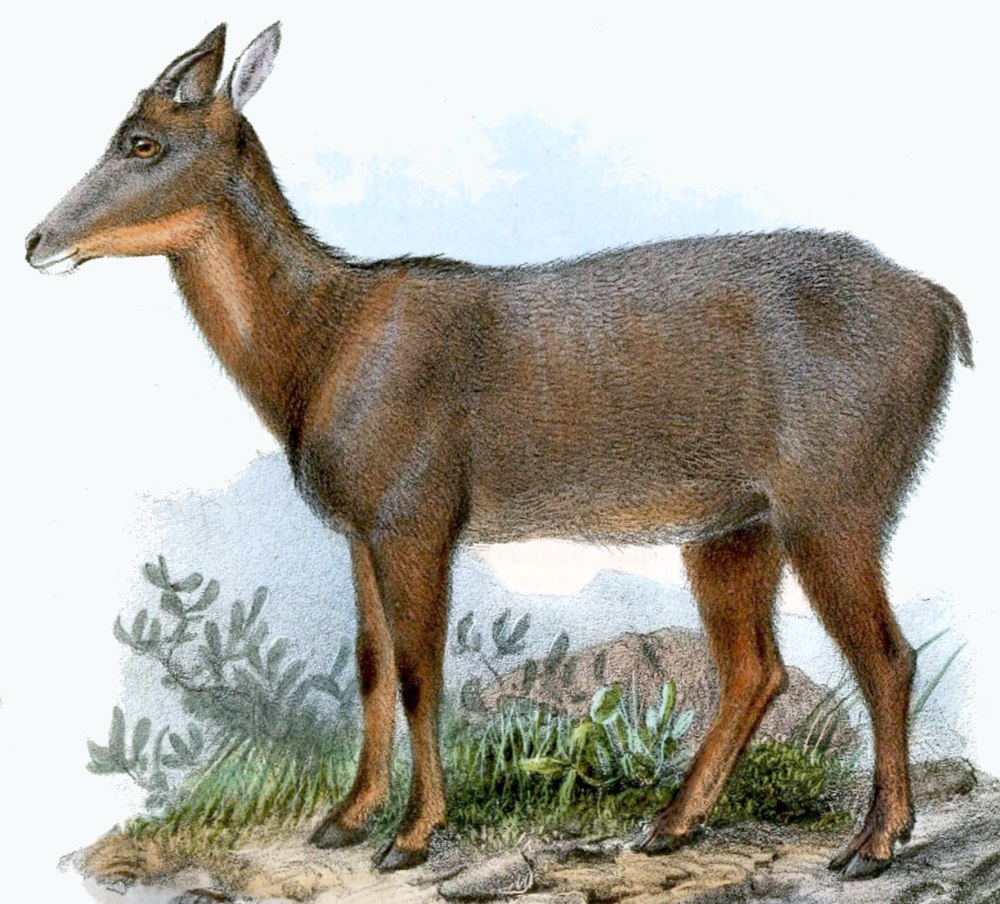 Capricornis rubidus