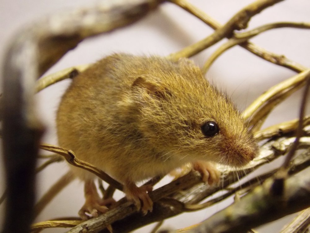 Micromys minutus