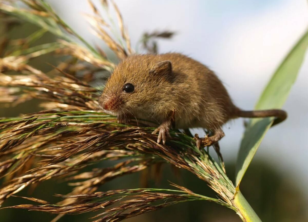 Мышь-Малютка – Micromys minutus