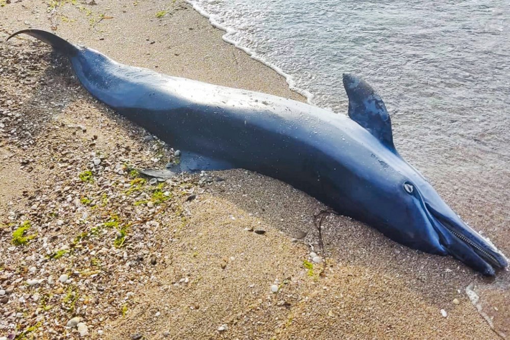 Дельфины черного моря
