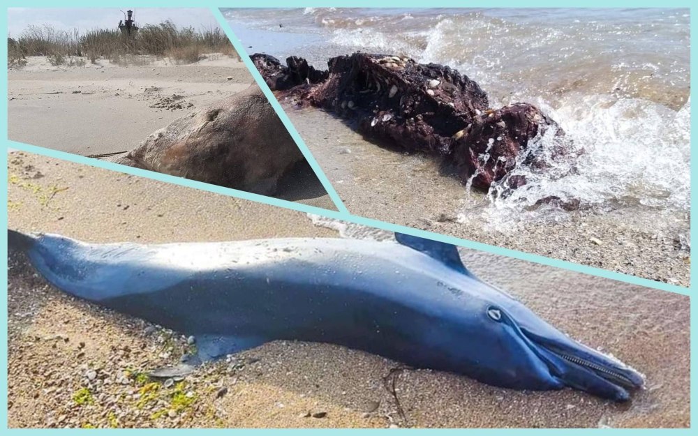 Дельфины в Азовском море