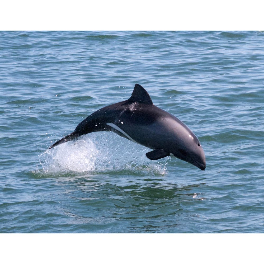 Cephalorhynchus commersonii