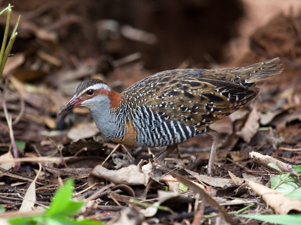 Gallirallus philippensis andrewsi
