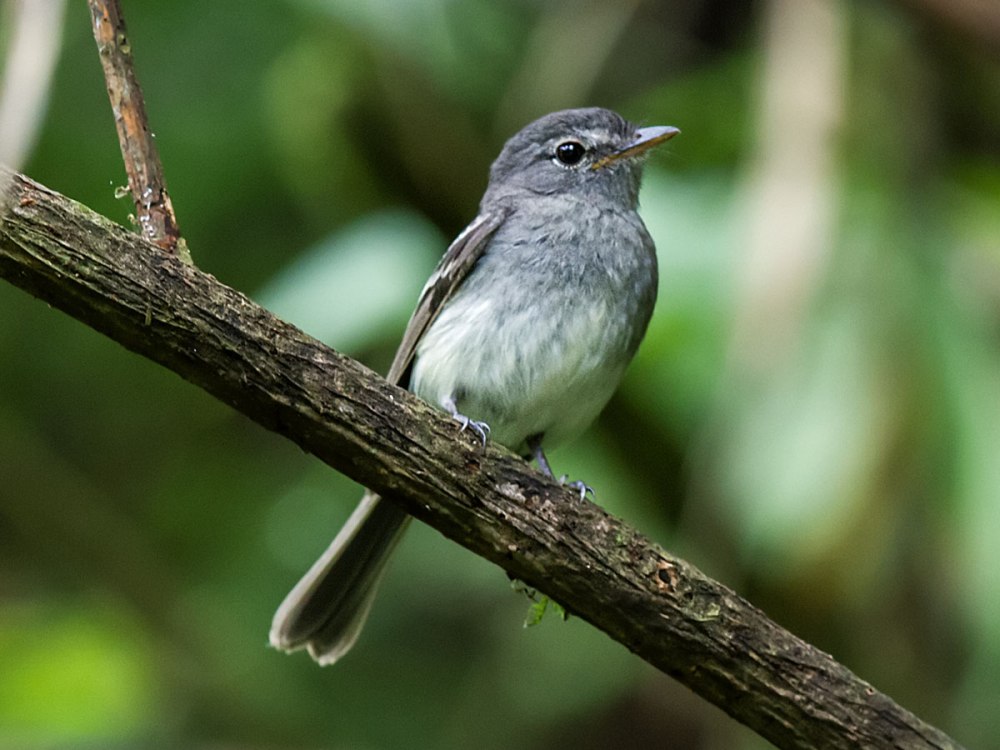Gray Flycatcher