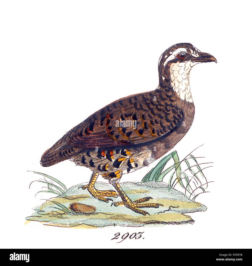 Arborophila brunneopectus