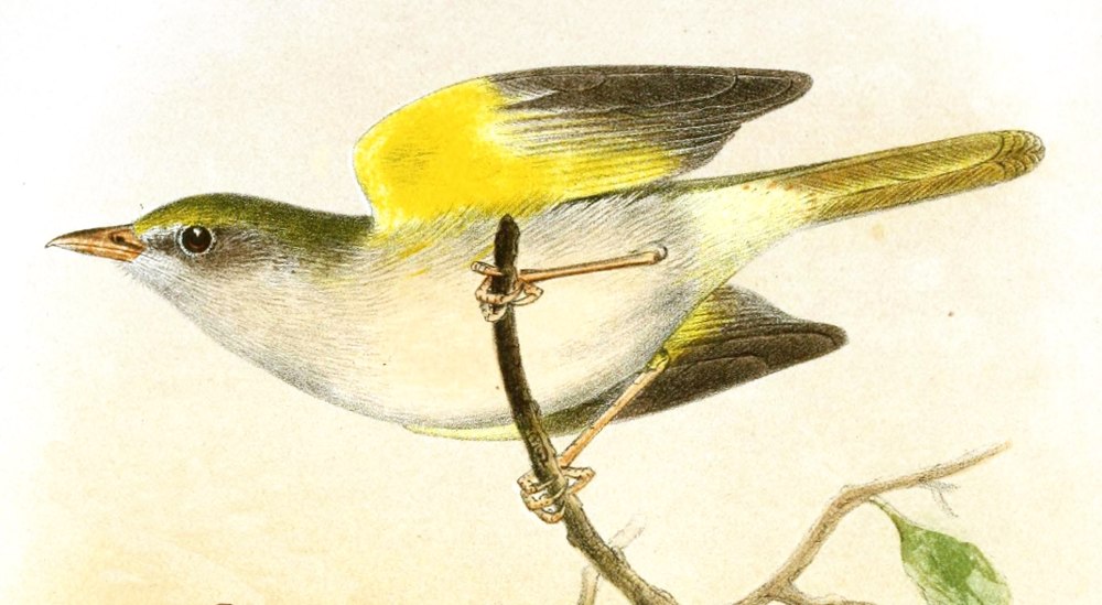 Узкоареальный сероголовый Филемон (Philemon fuscicapillus) рисунки