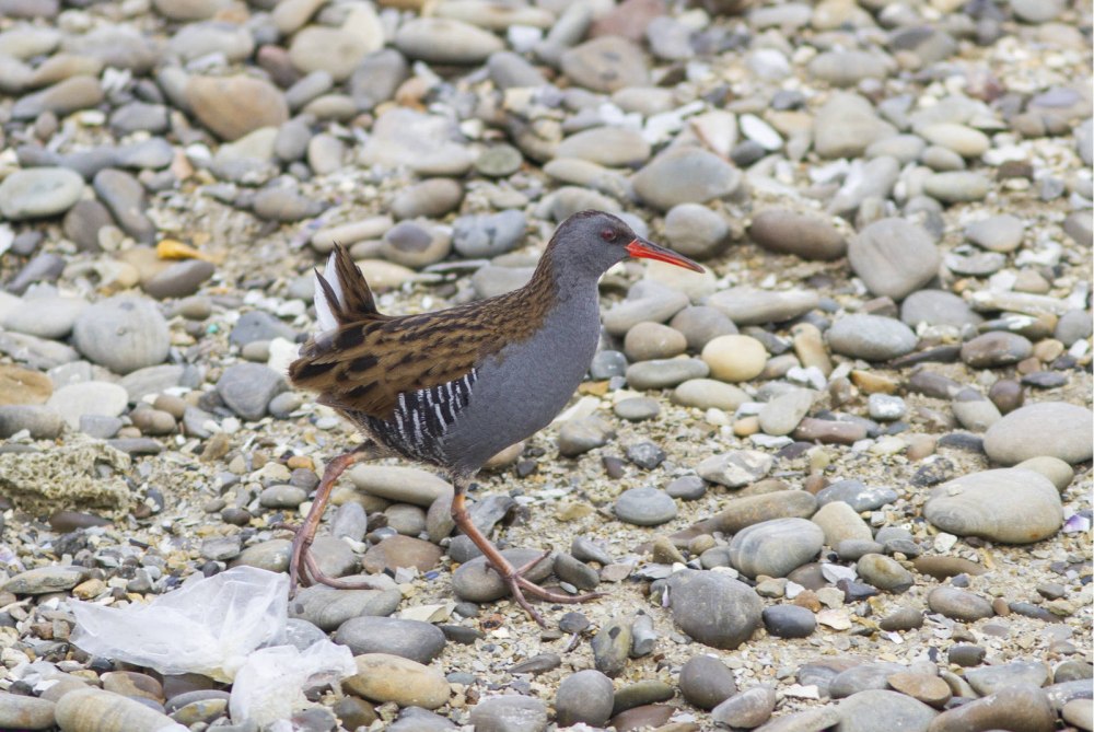 Rallus eivissensis
