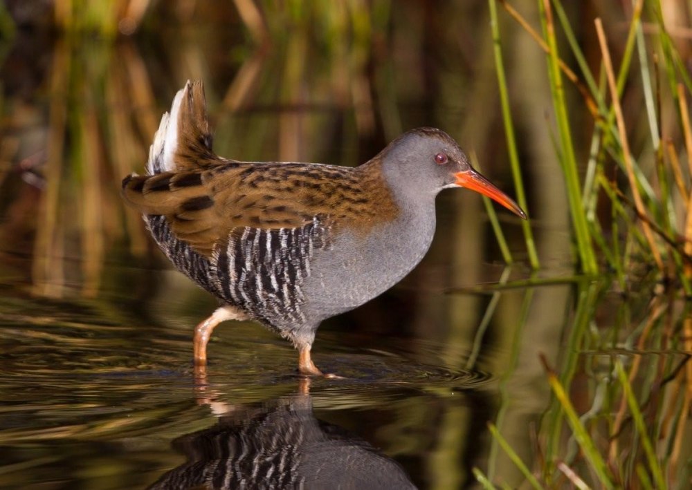 Пастушок Rallus aquaticus