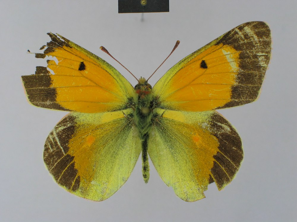 COLIAS wiskotti sagina