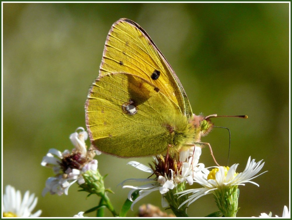 COLIAS croceus