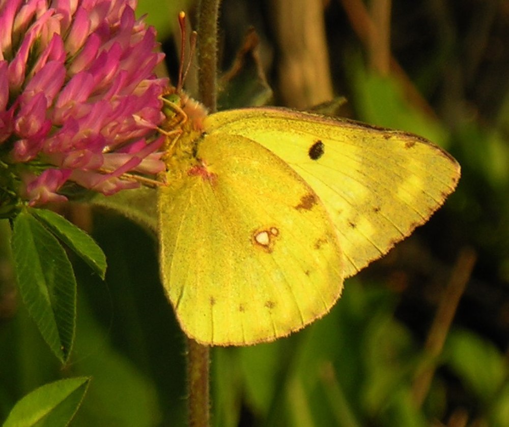Желтушка Луговая COLIAS hyale