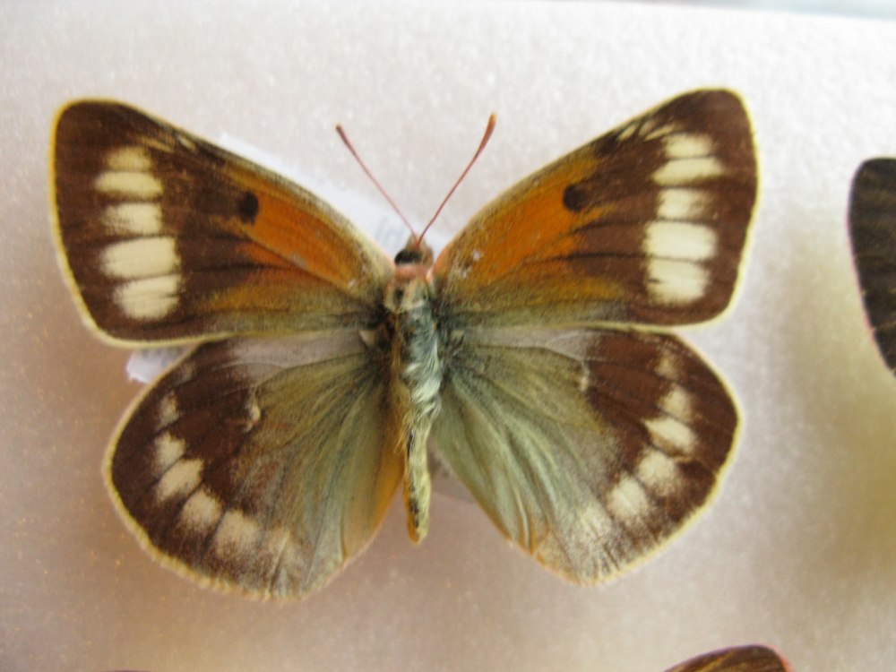 COLIAS Christophi