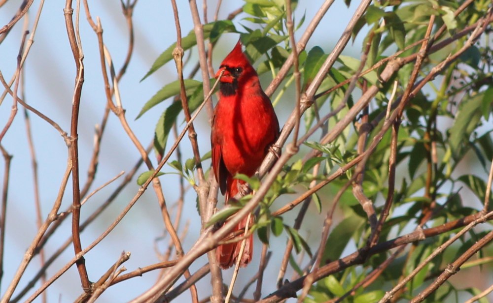 Cardinals 111-321 (лето)