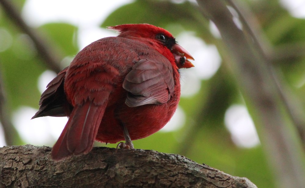 Kardinál, qirmizi, yaxud virсiniya kardinali (cardinalis cardinalis)
