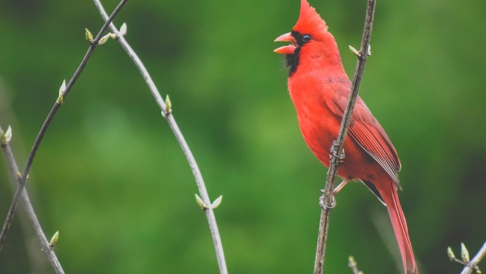 Northern Cardinal