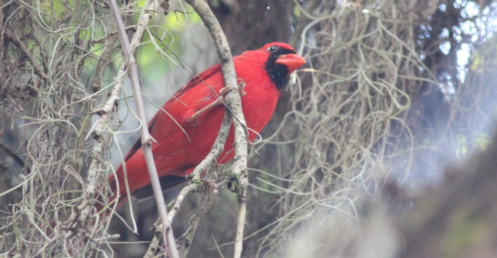 Kardinál, qirmizi, yaxud virсiniya kardinali (cardinalis cardinalis) – kardinalkimilər fəsiləsindən quş.