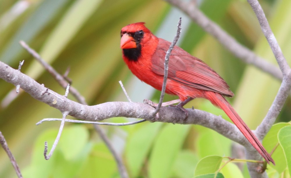 Kardinál, qirmizi, yaxud virсiniya kardinali (cardinalis cardinalis) – kardinalkimilər fəsiləsindən quş.