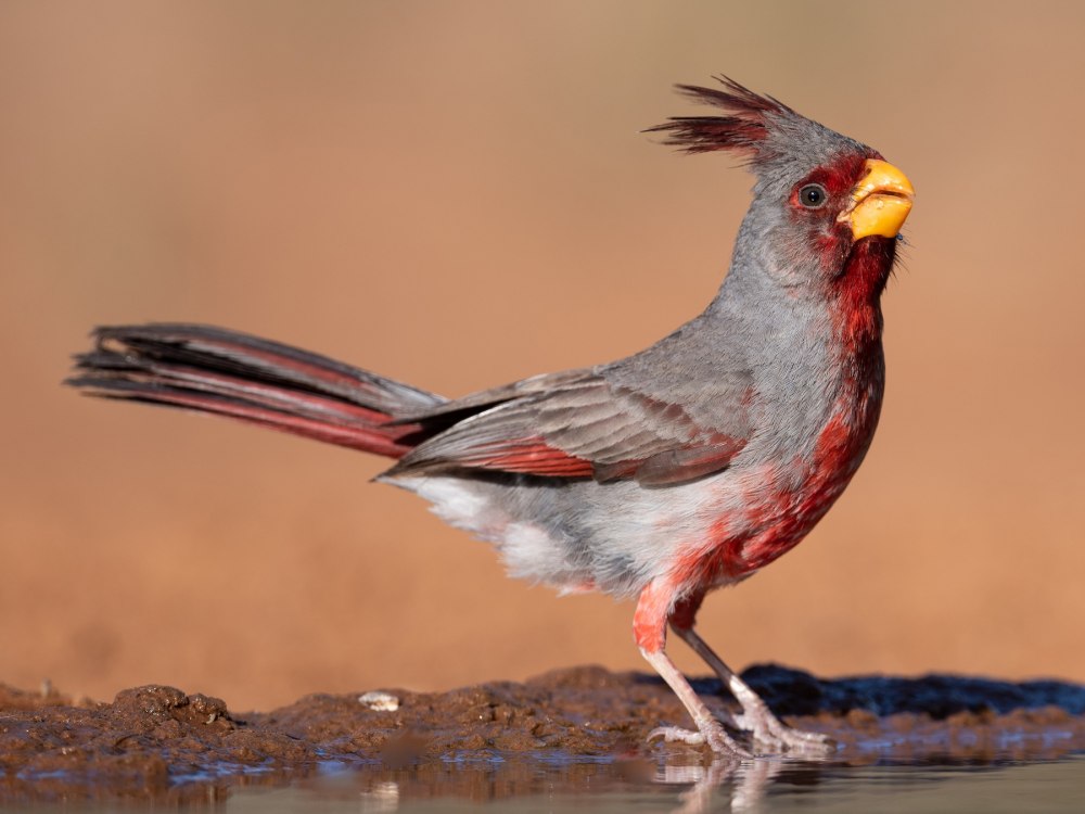 Cardinalis sinuatus