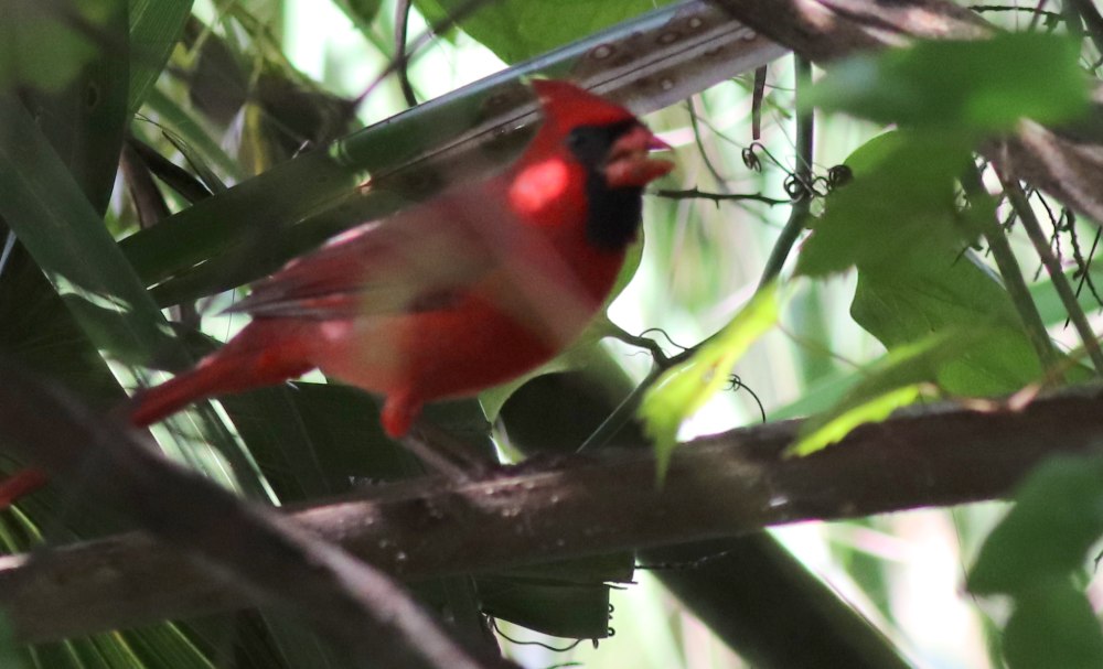 Kardinál, qirmizi, yaxud virсiniya kardinali (cardinalis cardinalis)