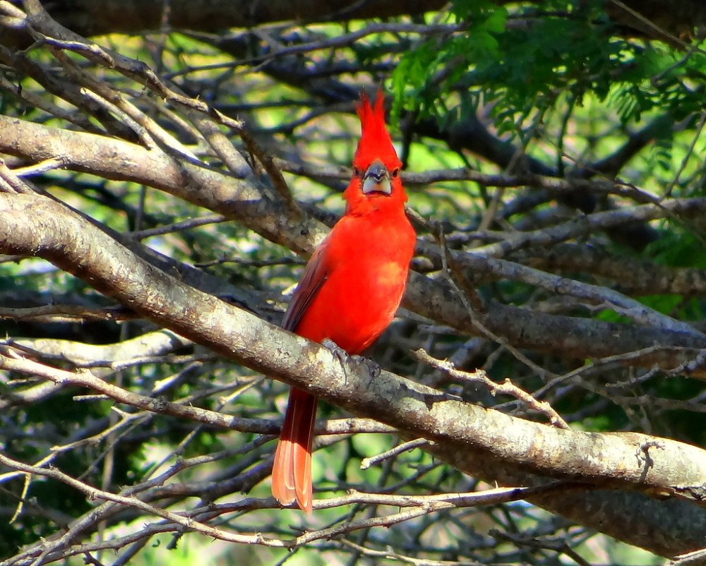 Cardinalis phoeniceus