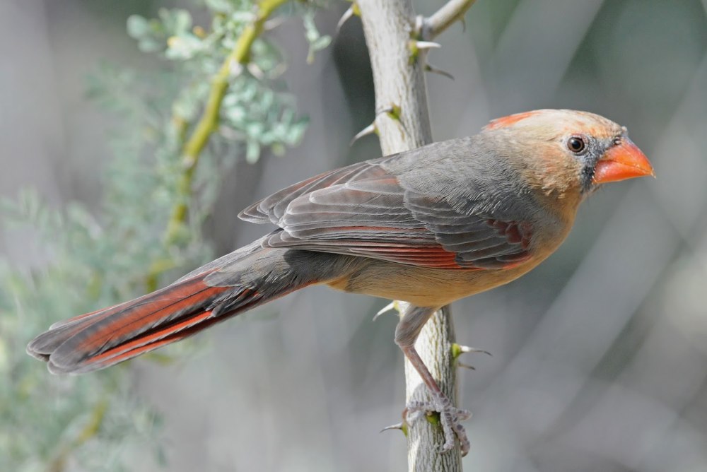 Cardinalis sinuatus