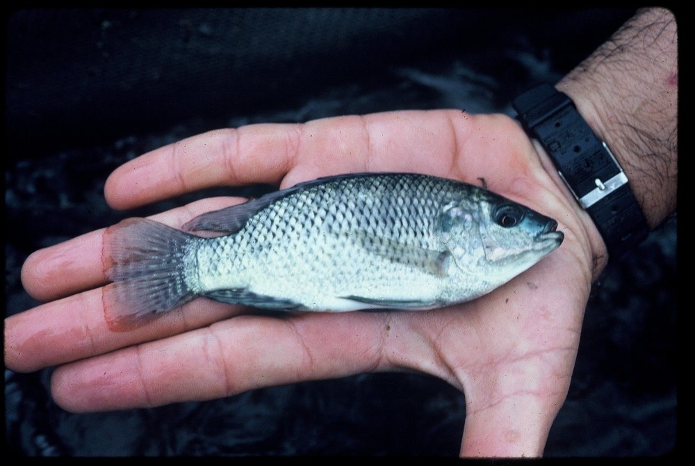 Oreochromis niloticus рыба