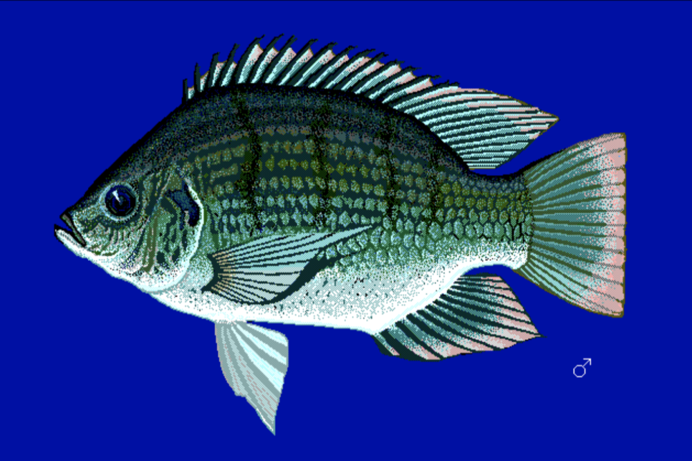 Sarotherodon galilaeus