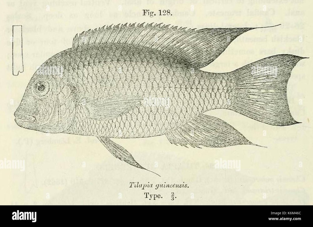 Coptodon guineensis