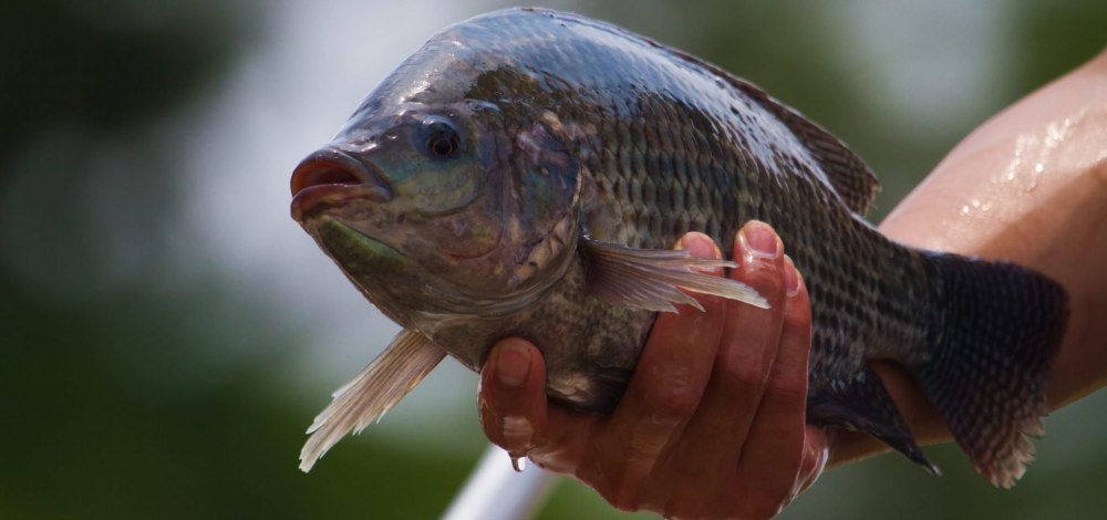 Тиляпия рода Oreochromis фото