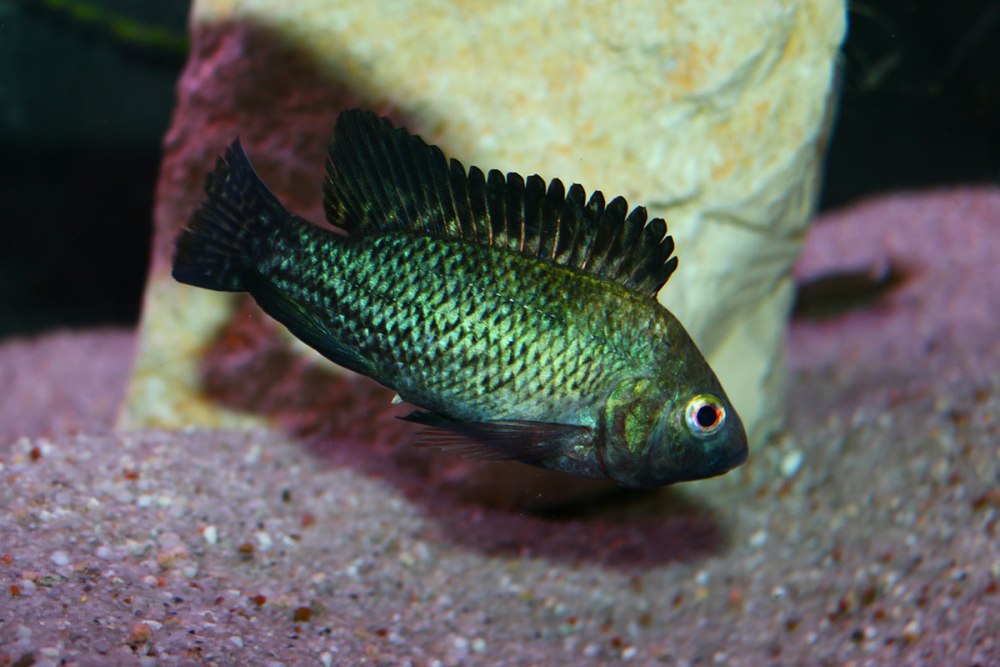 Oreochromis niloticus рыба