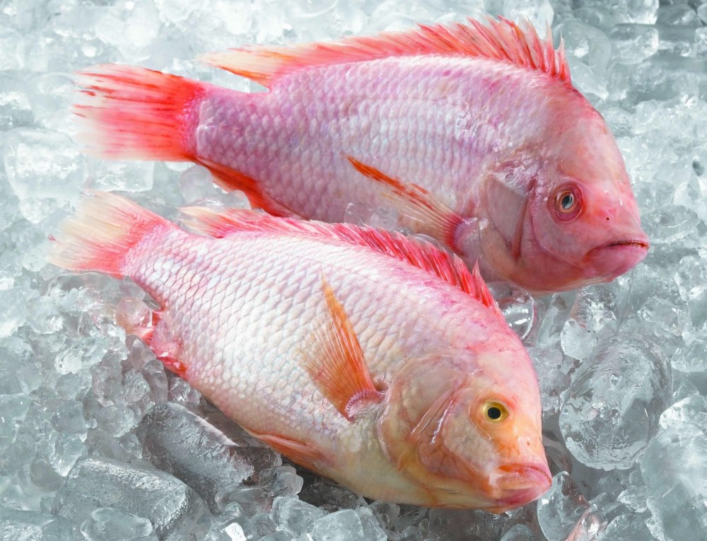 Тиляпия красная Red Tilapia