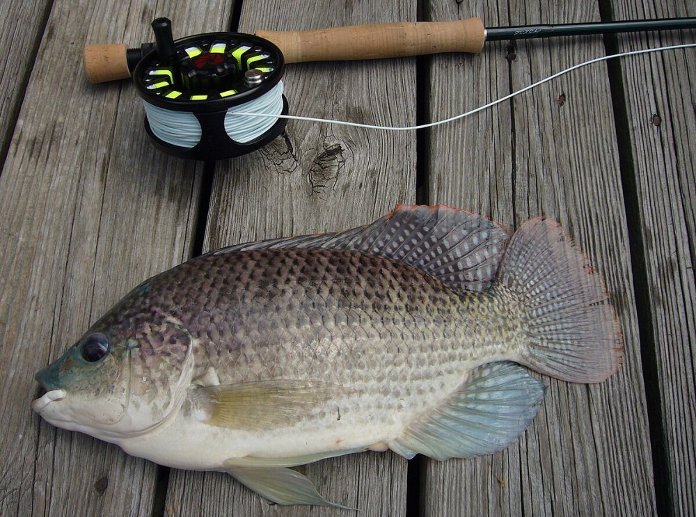 Sarotherodon galilaeus