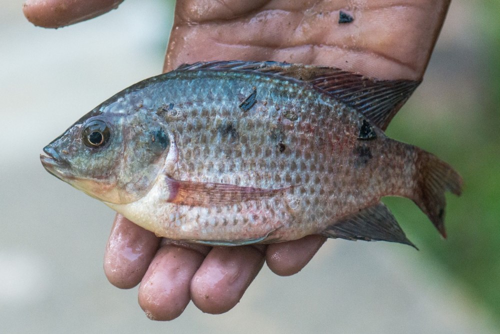 FISHBASE Oreochromis mossambicus