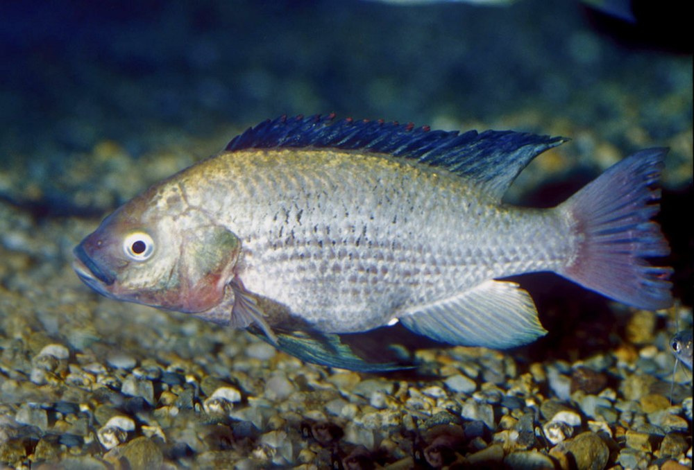 Нильская тиляпия Oreochromis niloticus