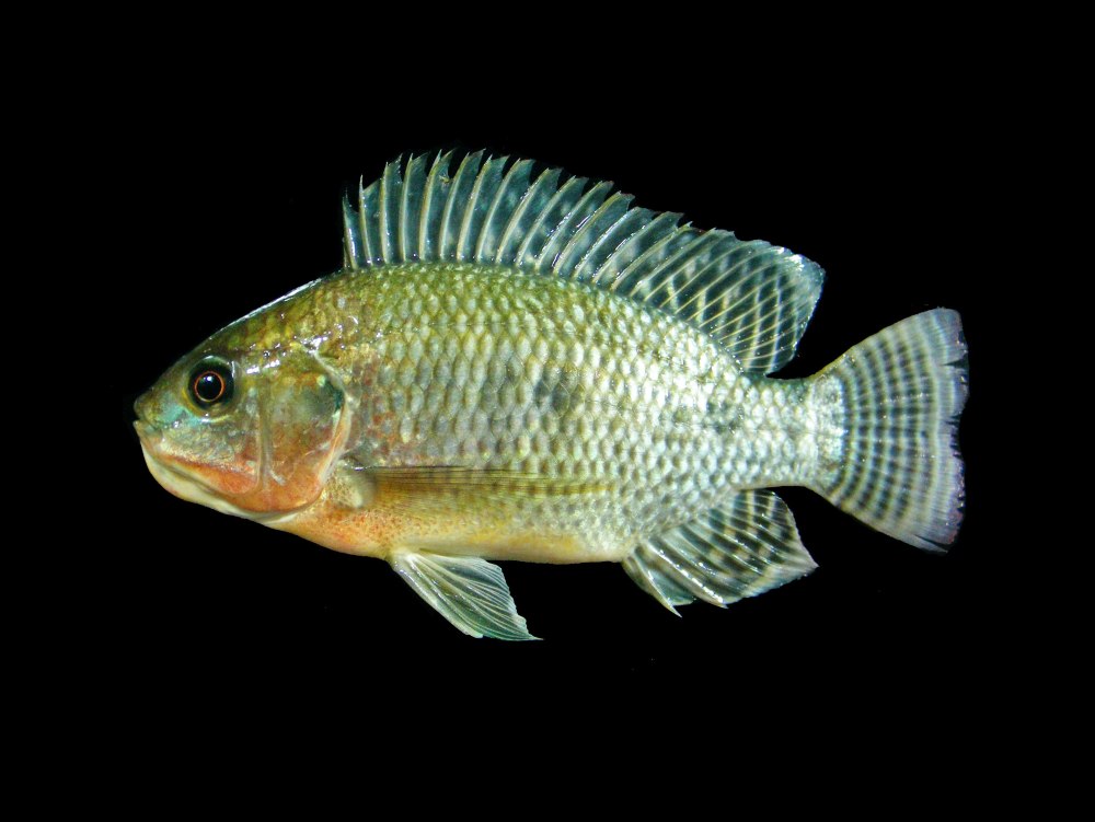 Нильская тиляпия Oreochromis niloticus