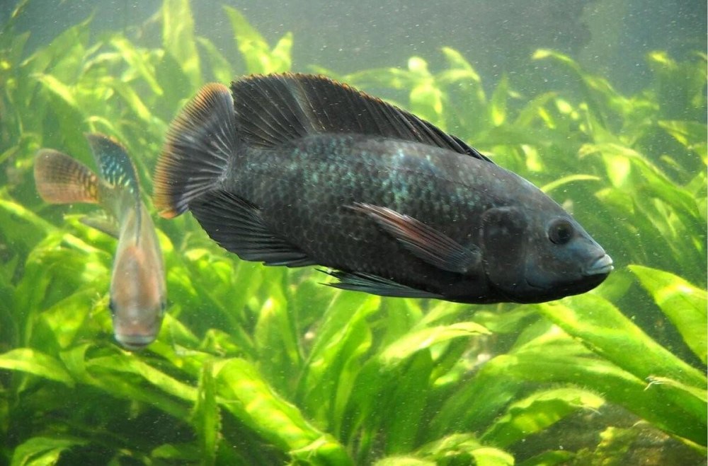 Тиляпия Мозамбикская Oreochromis mossambicus