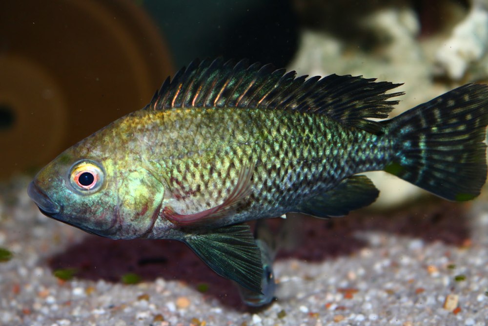 Нильская тиляпия Oreochromis niloticus
