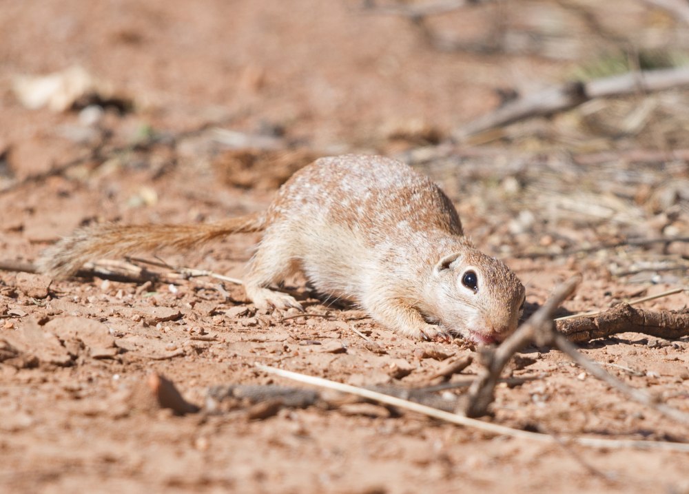 Xerospermophilus
