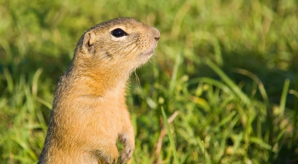Желтый суслик Spermophilus fulvus