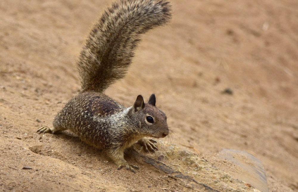 Калифорнийский суслик (Spermophilus beecheyi)