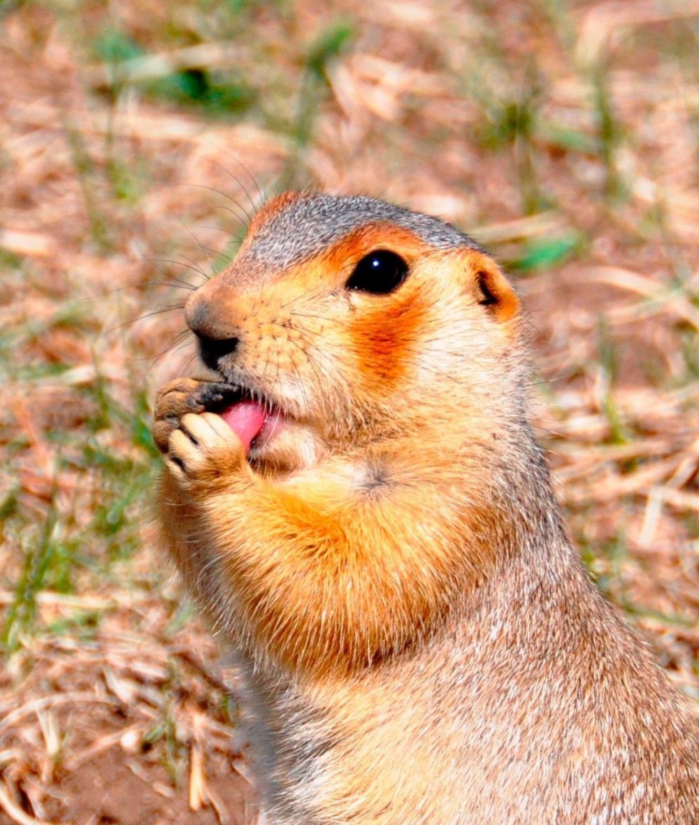 Европейский суслик (Spermophilus citellus)