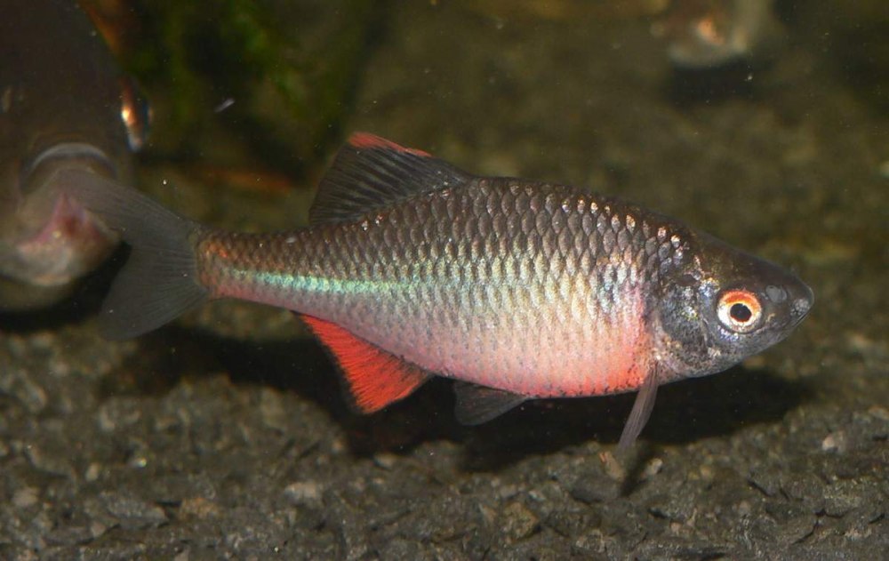 Обыкновенный горчак Rhodeus sericeus