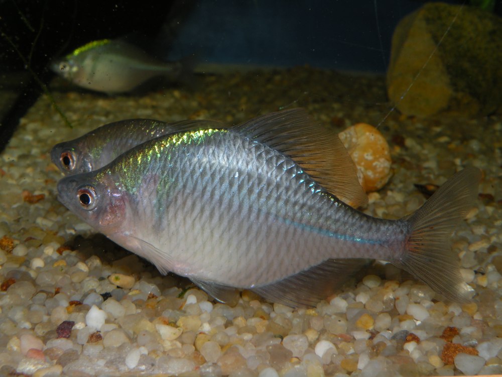 Обыкновенный горчак Rhodeus sericeus