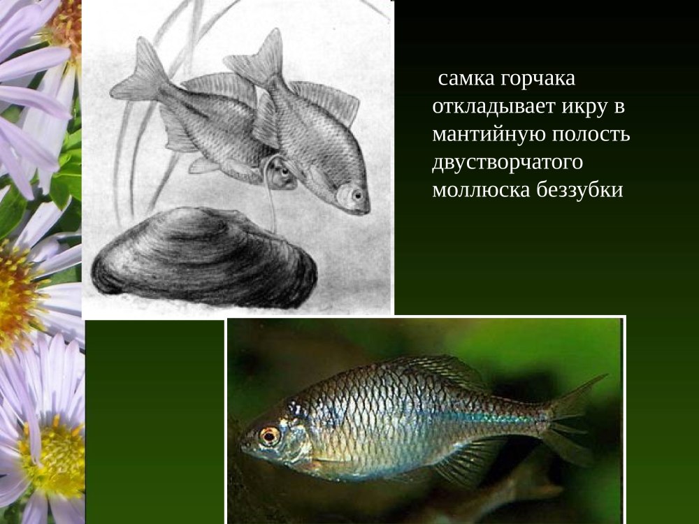 Рыба горчак квартиранство