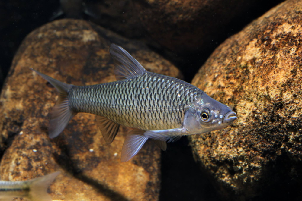 Pseudorasbora Parva