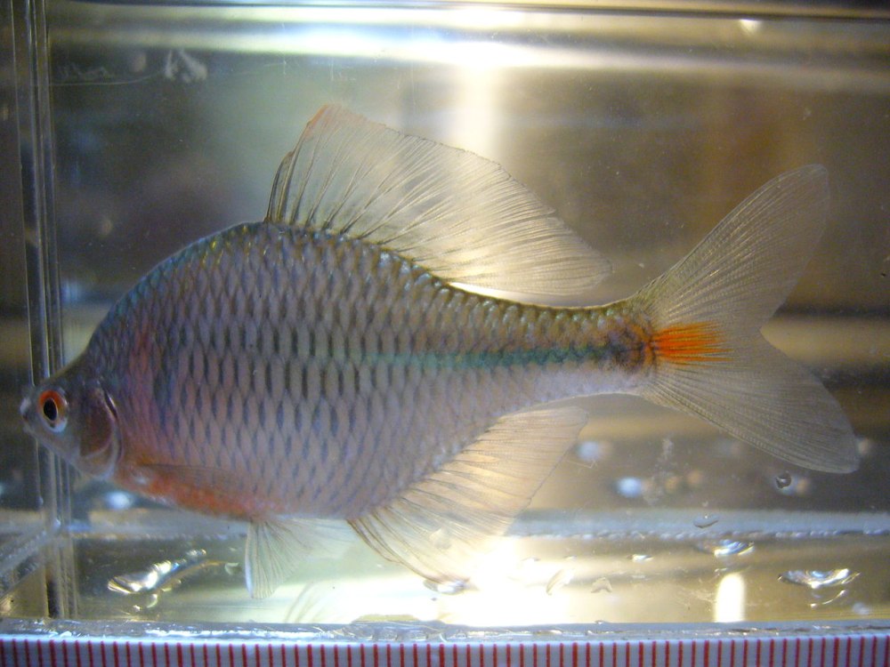 Rhodeus ocellatus smithii