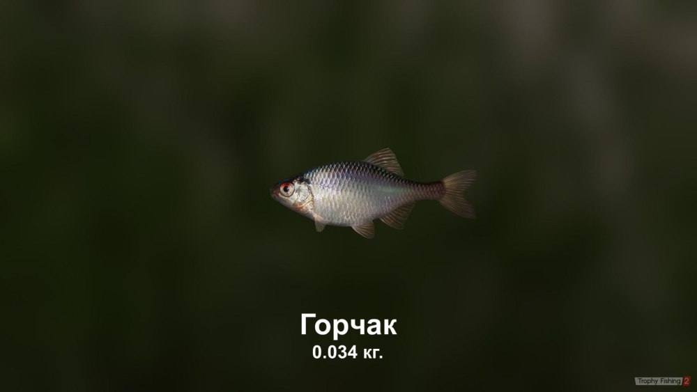 Груди Горчаки