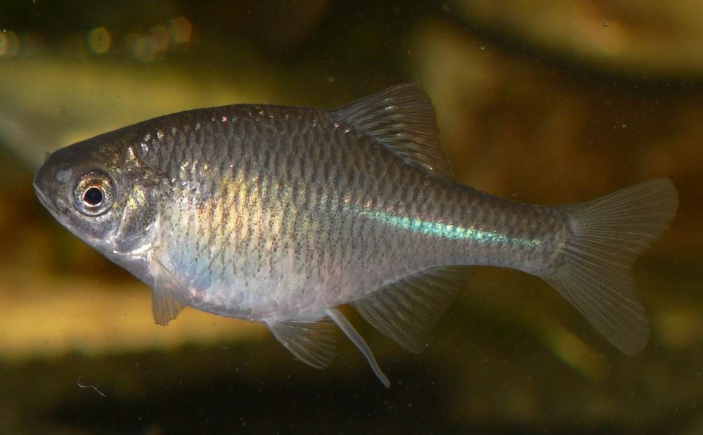 Обыкновенный горчак Rhodeus sericeus
