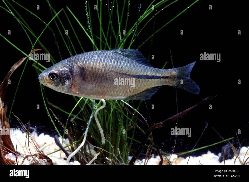 Обыкновенный горчак Rhodeus sericeus